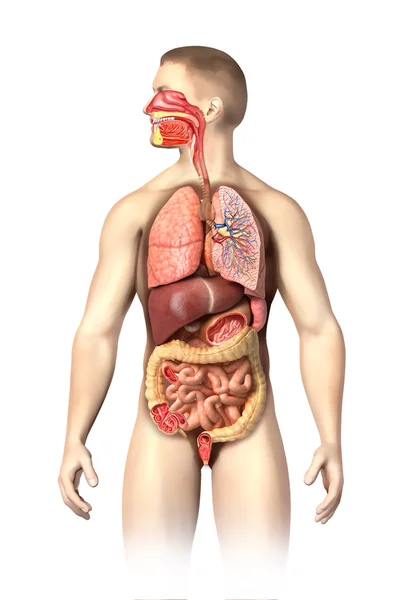 Anatomia dell'uomo completo Apparecchi respiratori e digestivi cutaway . — Foto Stock