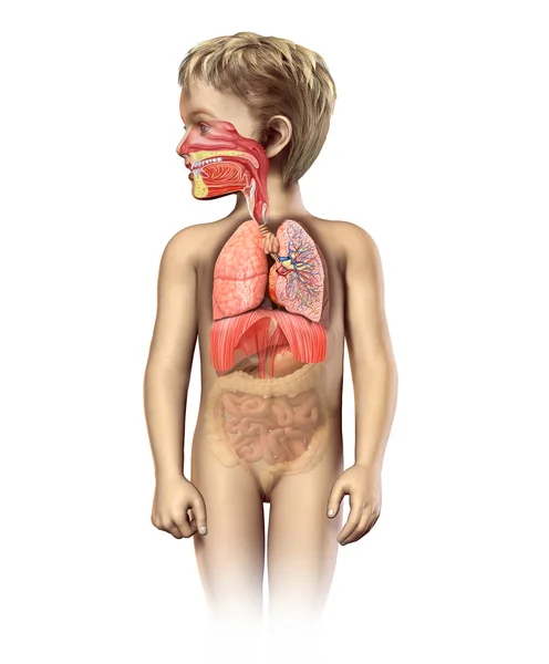 儿童解剖充分呼吸道系统剖面图. — 图库照片