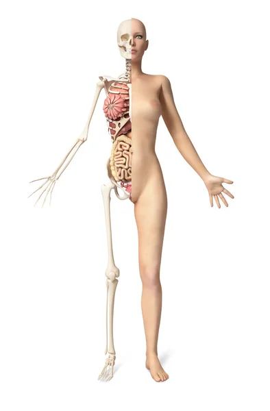 Naked woman body standing, with half cutaway showing skeleton an — Stock Photo, Image