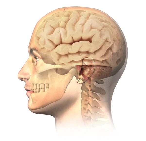 Mannelijke menselijk hoofd met de schedel en de hersenen in ghost effect, zijaanzicht. — Stockfoto