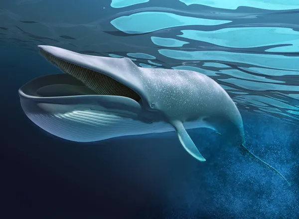 Wieloryb pod wodą basen. — Zdjęcie stockowe