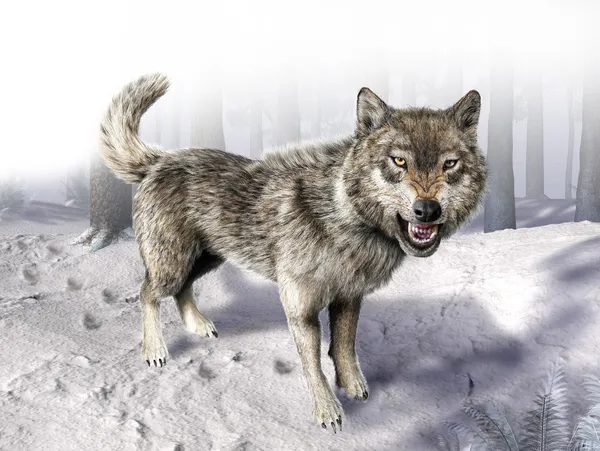 Wolf growling standing on snow. — Stock Photo, Image