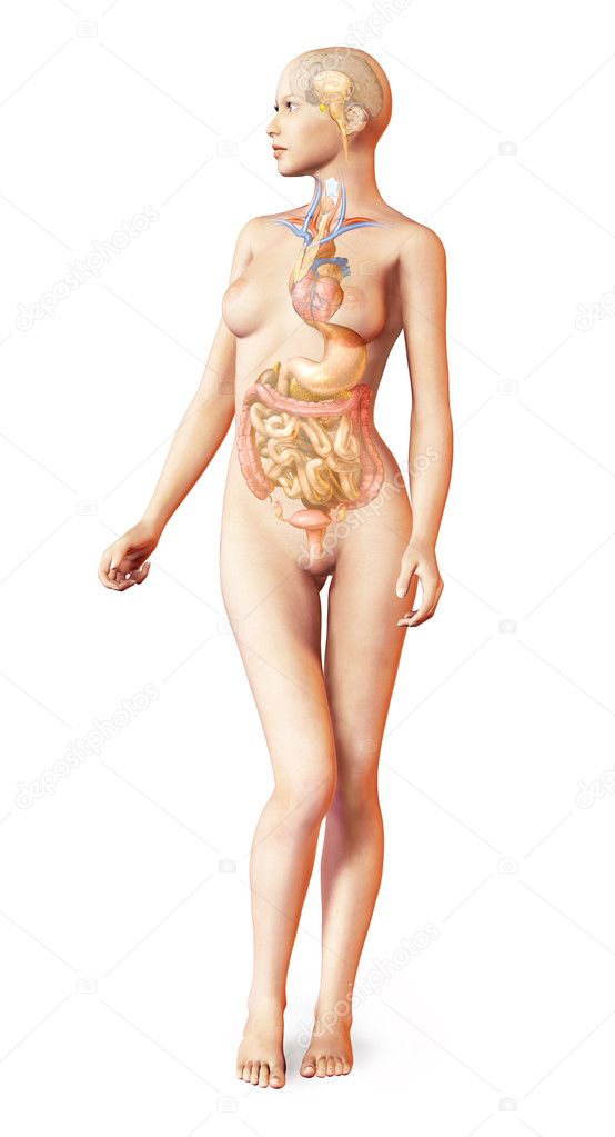 Female naked body, with full endocrine system superimposed. Anat