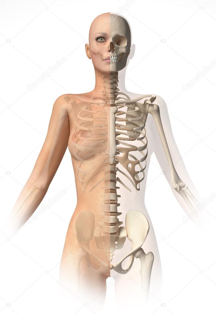 Naked woman body, with bone skeleton.