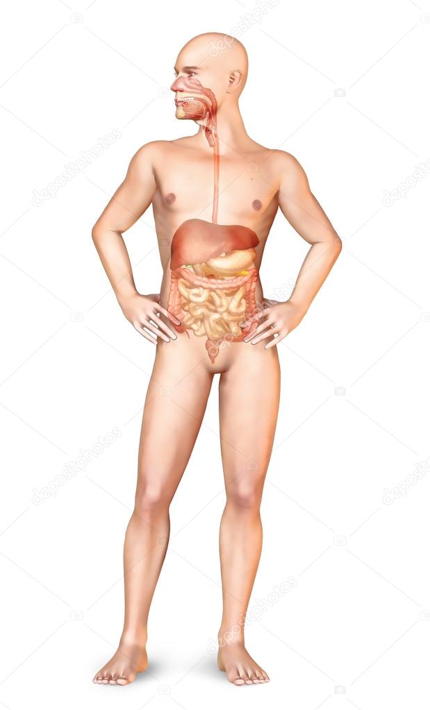 Male naked body standing, with full digestive system superimpose