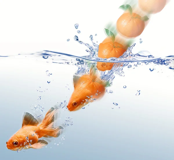 Mandarin splashing into water and transforming in a gold fish — Stock Photo, Image