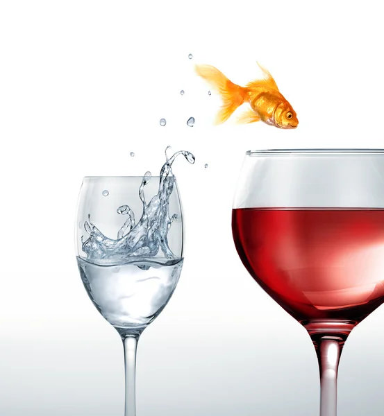 Pescado dorado sonriendo saltando de un vaso de agua, a un vaso de vino tinto — Foto de Stock