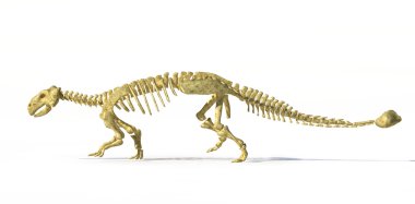 Photorealistic 3 D rendering of full skeleton of an Ankylosaurus clipart