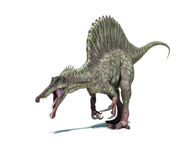 Spinosaurus dinosaur. Isolated on white, clipping path included. clipart