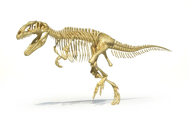 Esqueleto fotorealista completo del dinosaurio Gigantosaurus, científicamente correcto . — Foto de Stock