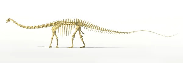 Diplodocus dinosaur full skeleton photo-realistc rendering. — Stock Photo, Image