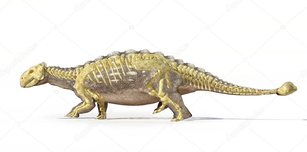Photorealistic 3 D rendering of an Ankylosaurus, with full skeleton