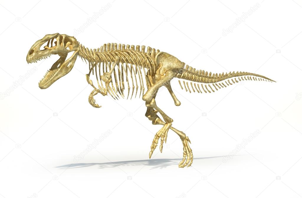 Gigantosaurus dinosaurus full photo-realistic skeleton, scientifically correct.