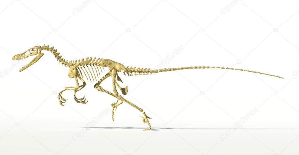 Velociraptor dinosaur, full skeleton scientifically correct, sid