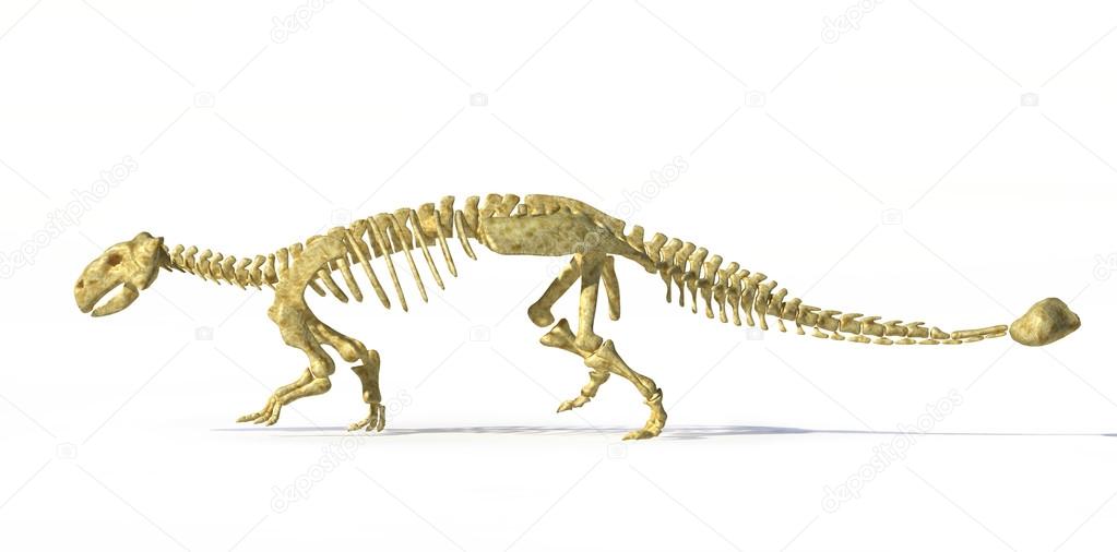 Photorealistic 3 D rendering of full skeleton of an Ankylosaurus