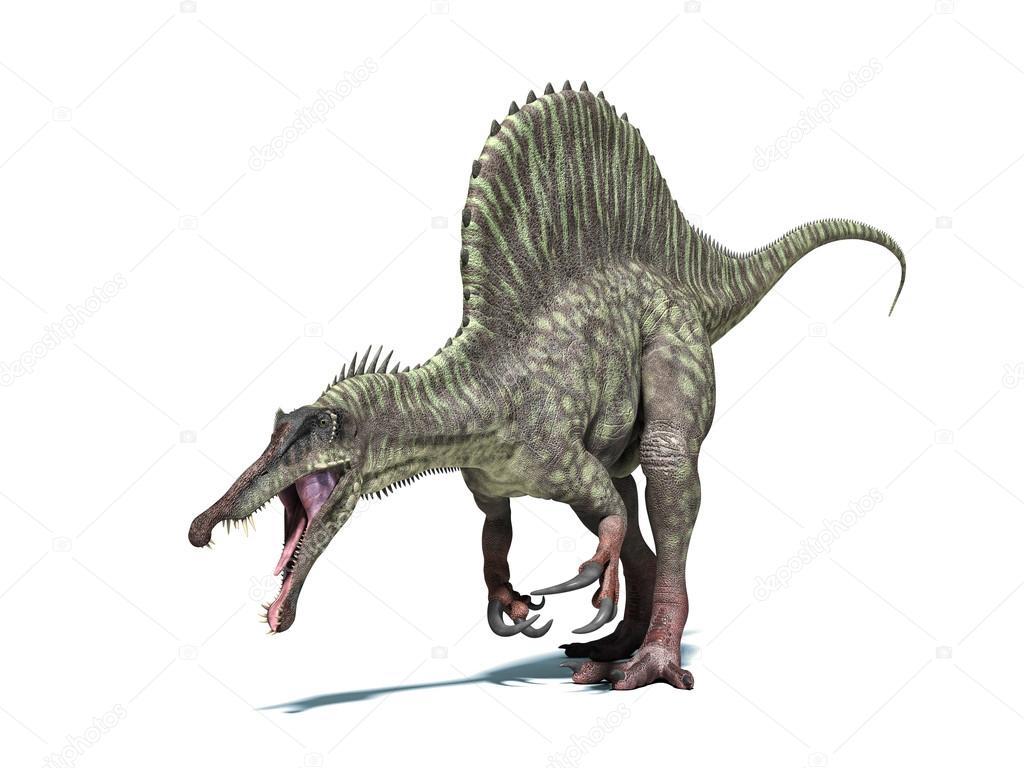 Spinosaurus dinosaur. Isolated on white, clipping path included.