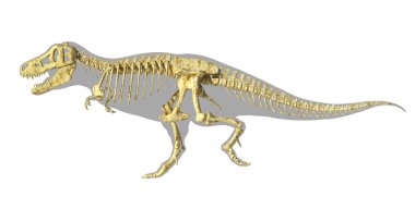 t-rex dinozor foto-gerçekçi tam iskelet, bod ile yan görünüm