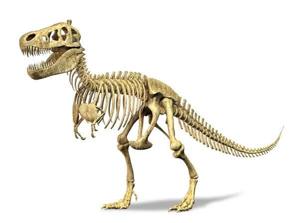 Skeleton t-rex. na bílém pozadí. Ořezová cesta zahrnuté. — Stock fotografie