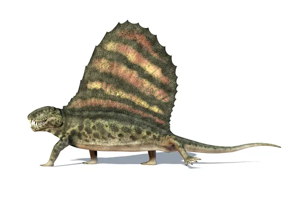 Dimetrodon 恐龙。从一侧，在白色背景上看 — 图库照片