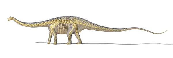 Diplodocus Dinosaurier fotorealistische Darstellung, mit vollem Skelett — Stockfoto
