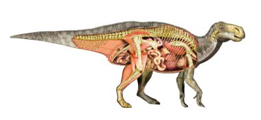 Dinosaur anatomy Iguanodon total cutaway, showing all internal organs clipart