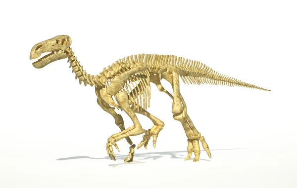 イグアノドンの恐竜完全なスケルトン写実的な科学的に正しい — ストック写真