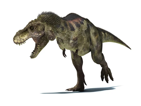 Tyrannosaurus rex, izole kırpma pa ile beyaz arka plan üzerinde
