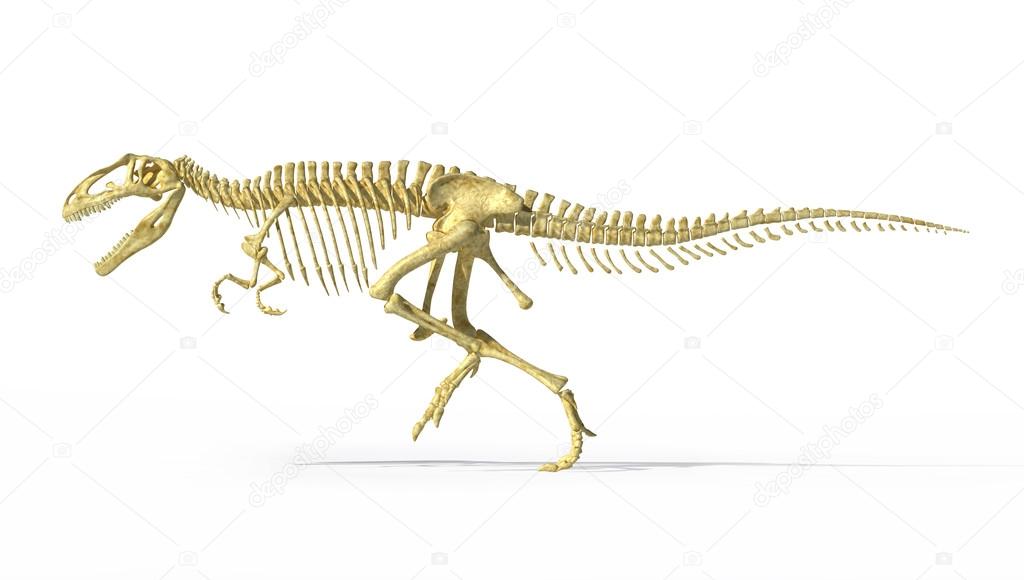 Gigantosaurus dinosaurus full photo-realistic skeleton, side view
