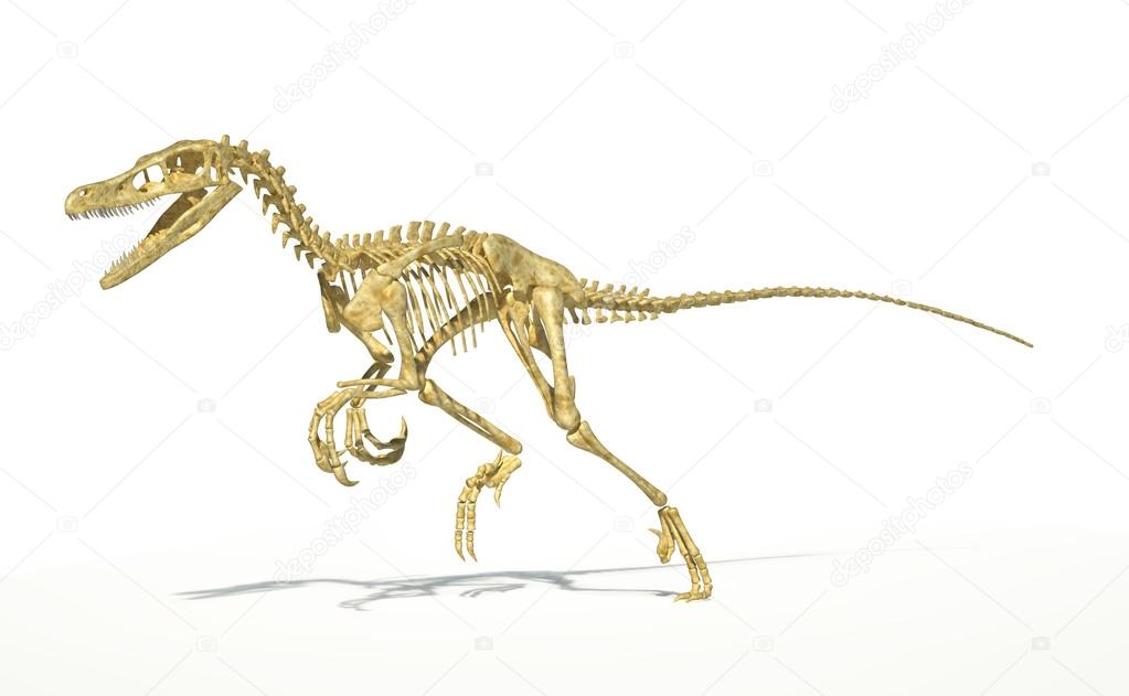 Velociraptor dinosaur, full skeleton scientifically correct