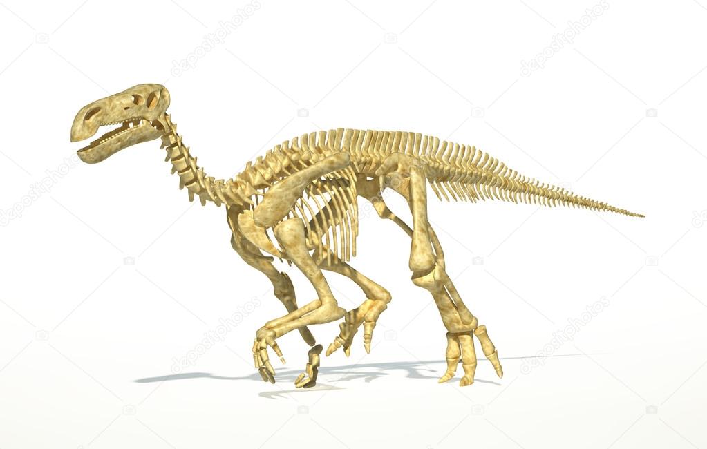 first full dinosaur skeleton
