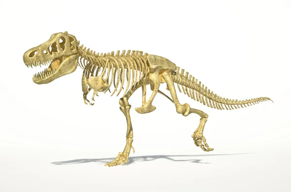 T-rex dinosaurier vollskelett, fotorealistisch, wissenschaftlich co — Stockfoto