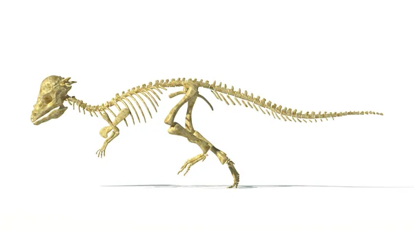 Dickkopf-Dinosaurier, vollständiges fotorealistisches Skelett, Scie — Stockfoto