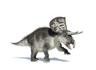 Beyaz arka planda zuniceratops