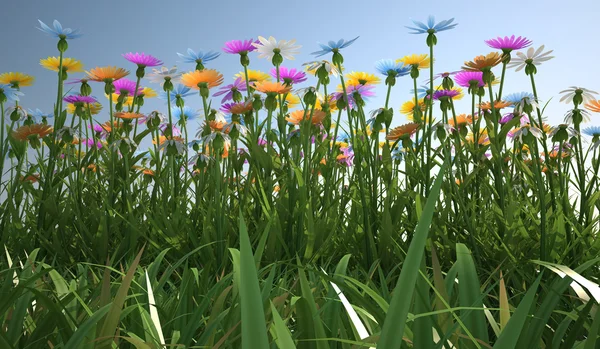 Blommor i olika färger, i en gräsplan. — Stockfoto