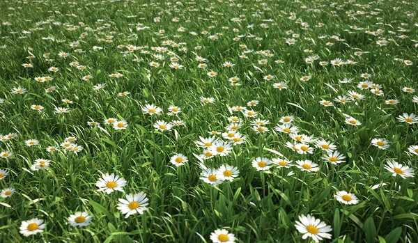 Gras weide, vogel-oog mening, tal van madeliefjebloemen. — Stockfoto