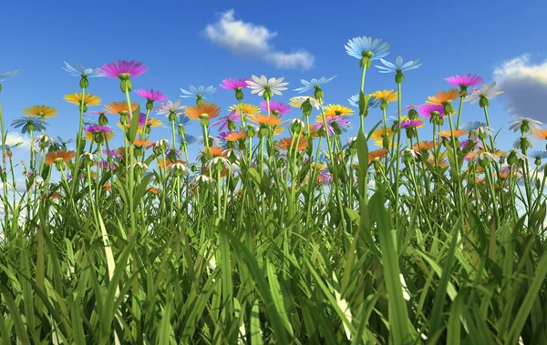 Flores de diferentes colores, en un campo de hierba . — Foto de Stock