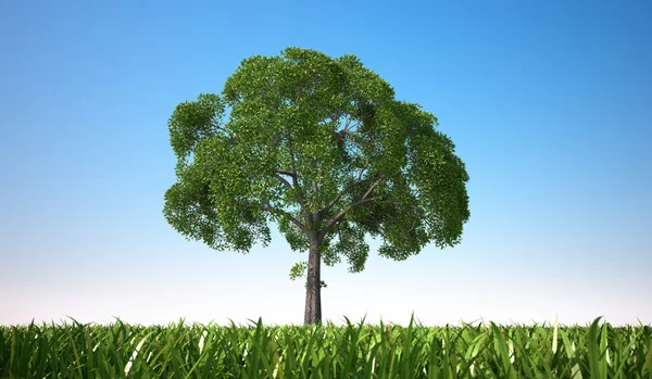 Nahaufnahme eines isolierten Baumes in einem Grasfeld. — Stockfoto
