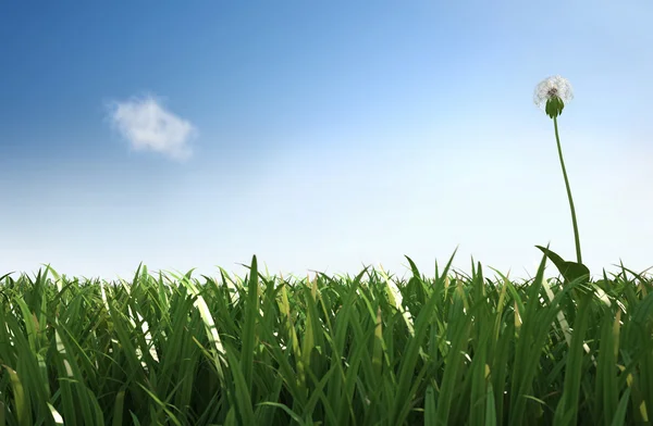 Izolované Pampeliška v trávě, boční pohled s uzavřít trávy. — Stock fotografie