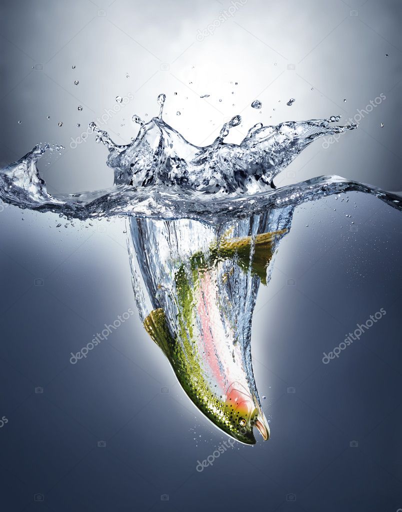 Salmon fish splashing into water forming a crown splash.