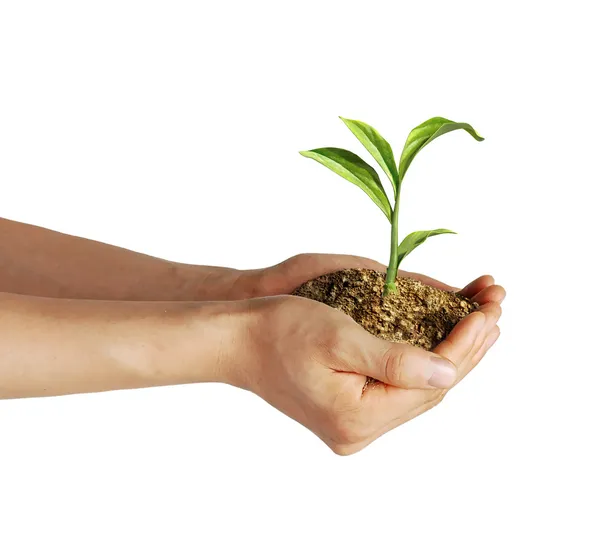 Las manos del hombre sosteniendo la tierra con una pequeña planta verde en crecimiento . —  Fotos de Stock