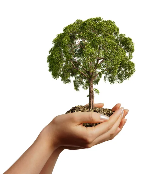 Las manos de la mujer sosteniendo tierra con un árbol . — Foto de Stock