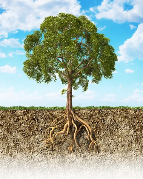 Průřez půdy zobrazuje strom s kořeny. — Stock fotografie