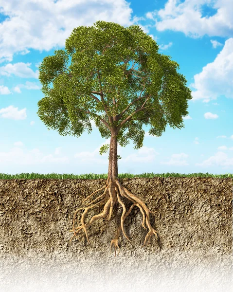 Querschnitt durch den Boden, der einen Baum mit seinen Wurzeln zeigt. — Stockfoto