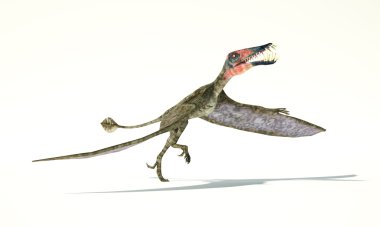 Dinozor fotogerçekçi temsil, uçan Dorygnathus al