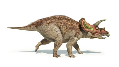 Triceratops dinozor fotogerçekçi ve bilimsel olarak doğru r