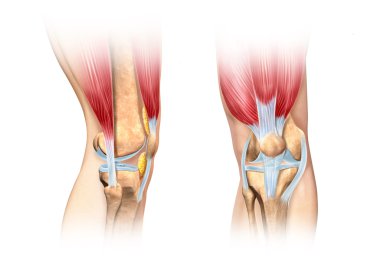 Human knee cutaway illustration. Anatomy image. clipart