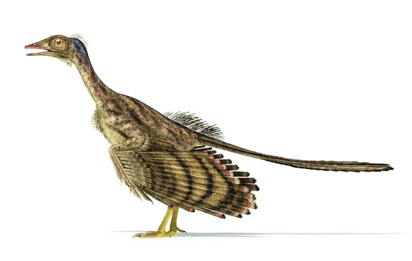 Representación fotorrealista de un dinosaurio Archaeopteryx . — Foto de Stock