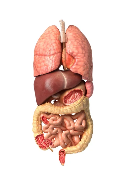 Menschliche männliche Anatomie, innere Organe allein, volle Atmung und — Stockfoto