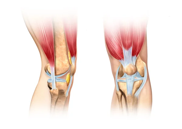 Mänskliga knä cutaway illustration. anatomi bild. — Stockfoto