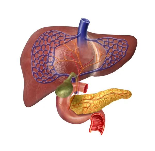 Sistema epatico umano cutaway — Foto Stock